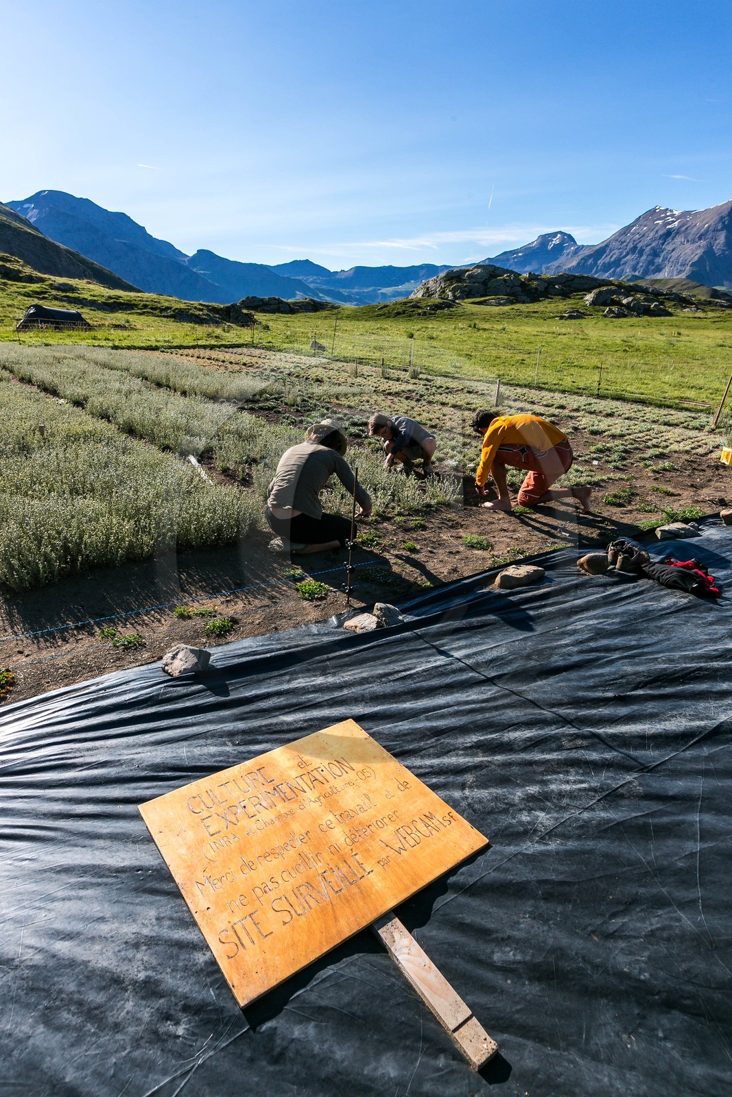 Orcières 1850, Bruno Gonnon agriculteur bio de génépi