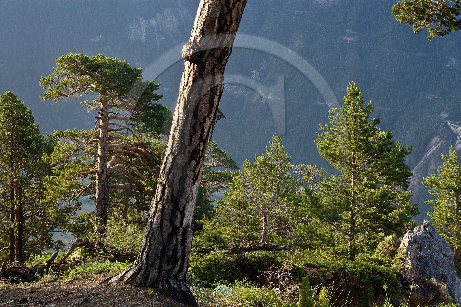 Forêt de pins à crochets