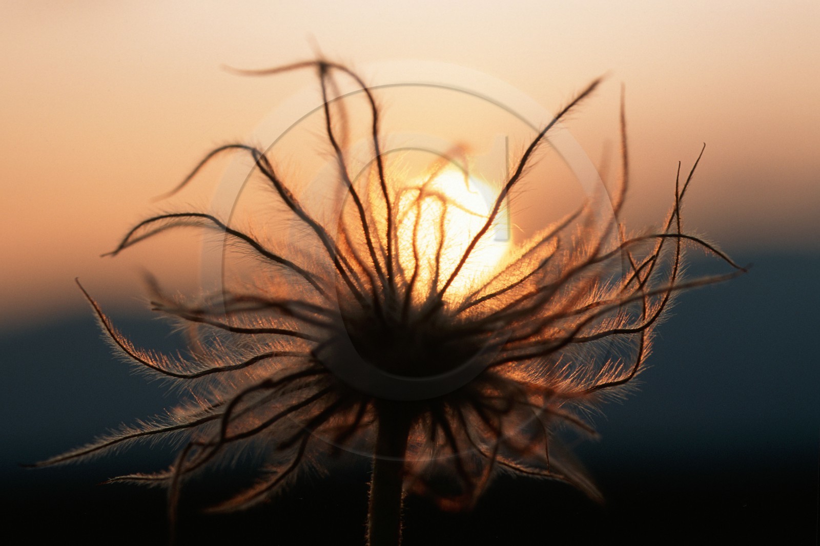Pulsatille de Haller en fruit, Pulsatilla halleri