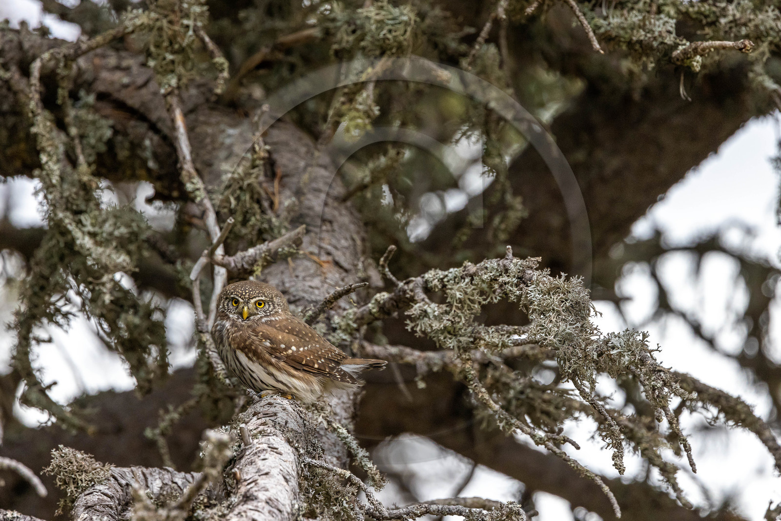 Chevêchette d'Europe, Glaucidium passerinum