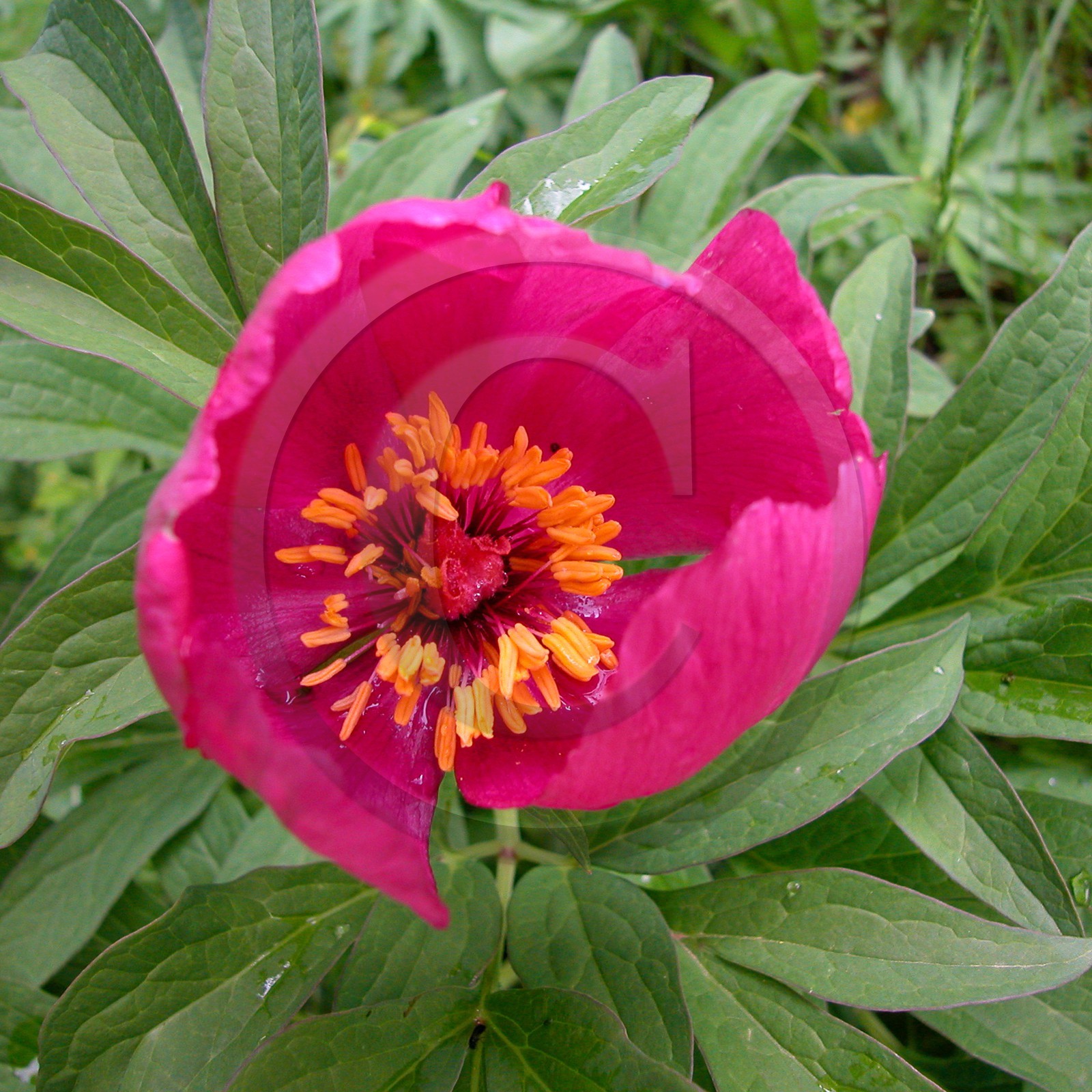 Pivoine officinale, Paeonia officinalis