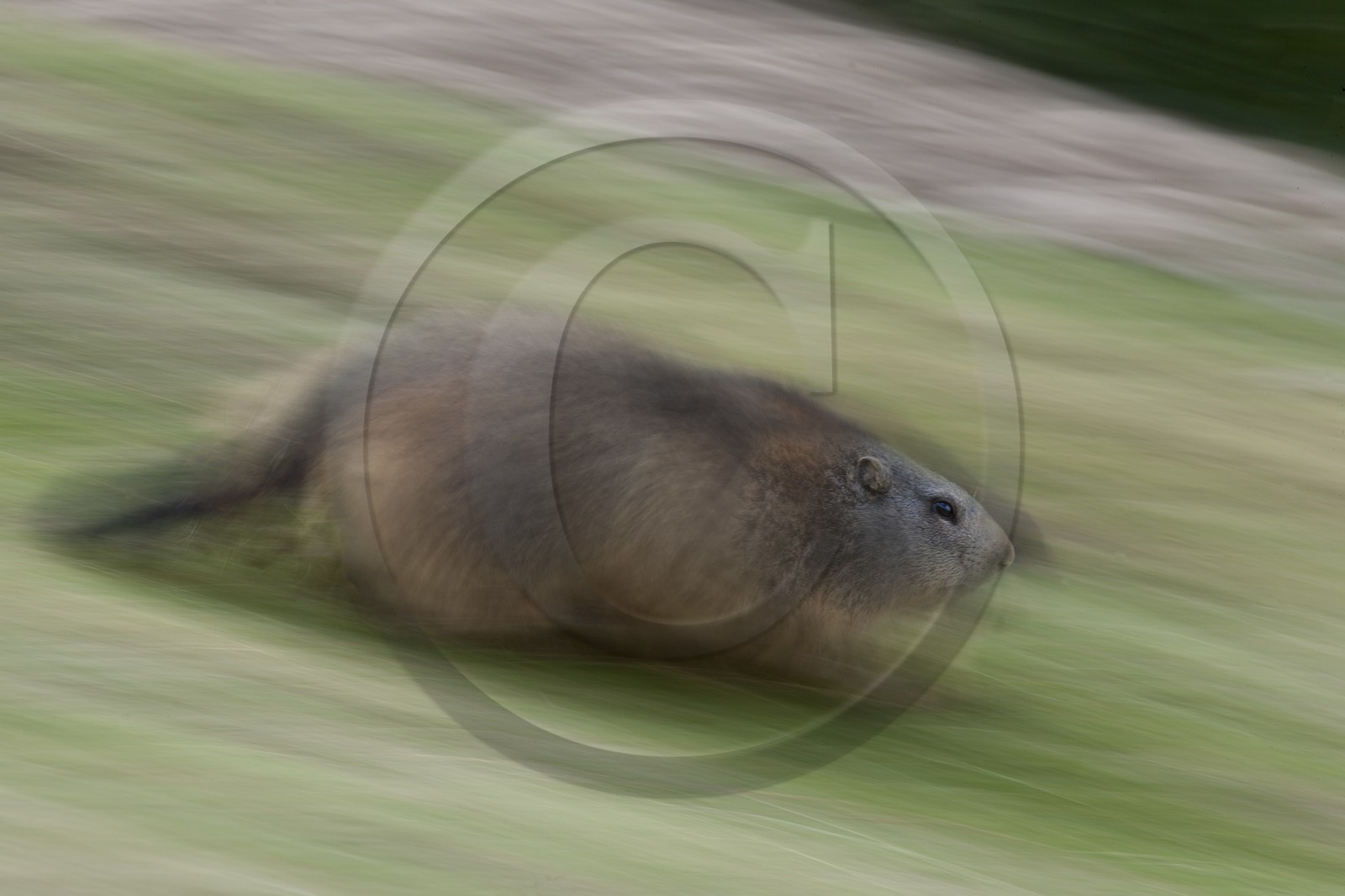 Marmotte des Alpes ( Marmota marmota )