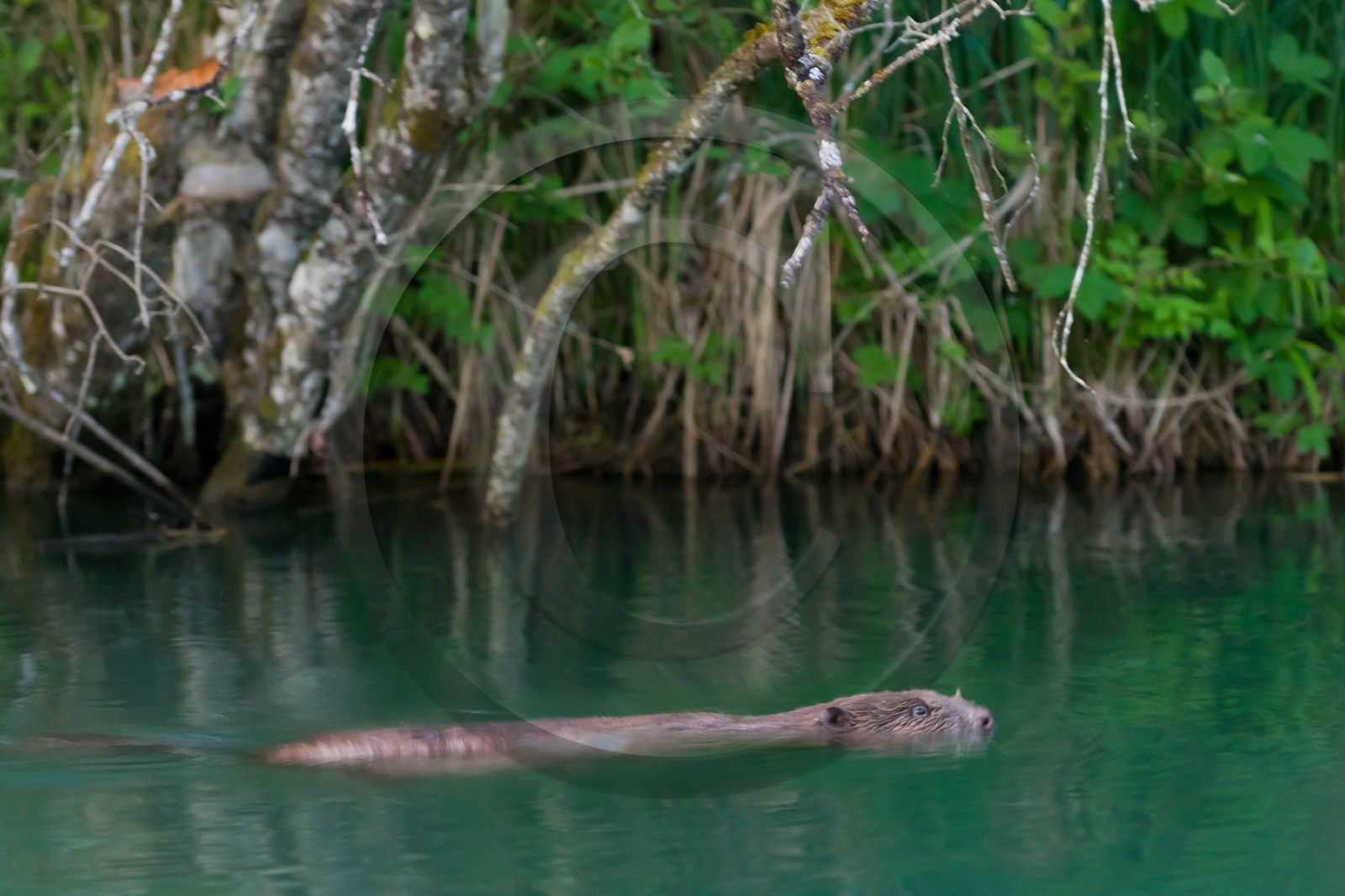 Réserve naturelle du Bout du Lac d'Annecy, Castor d'Europe (Castor fiber)