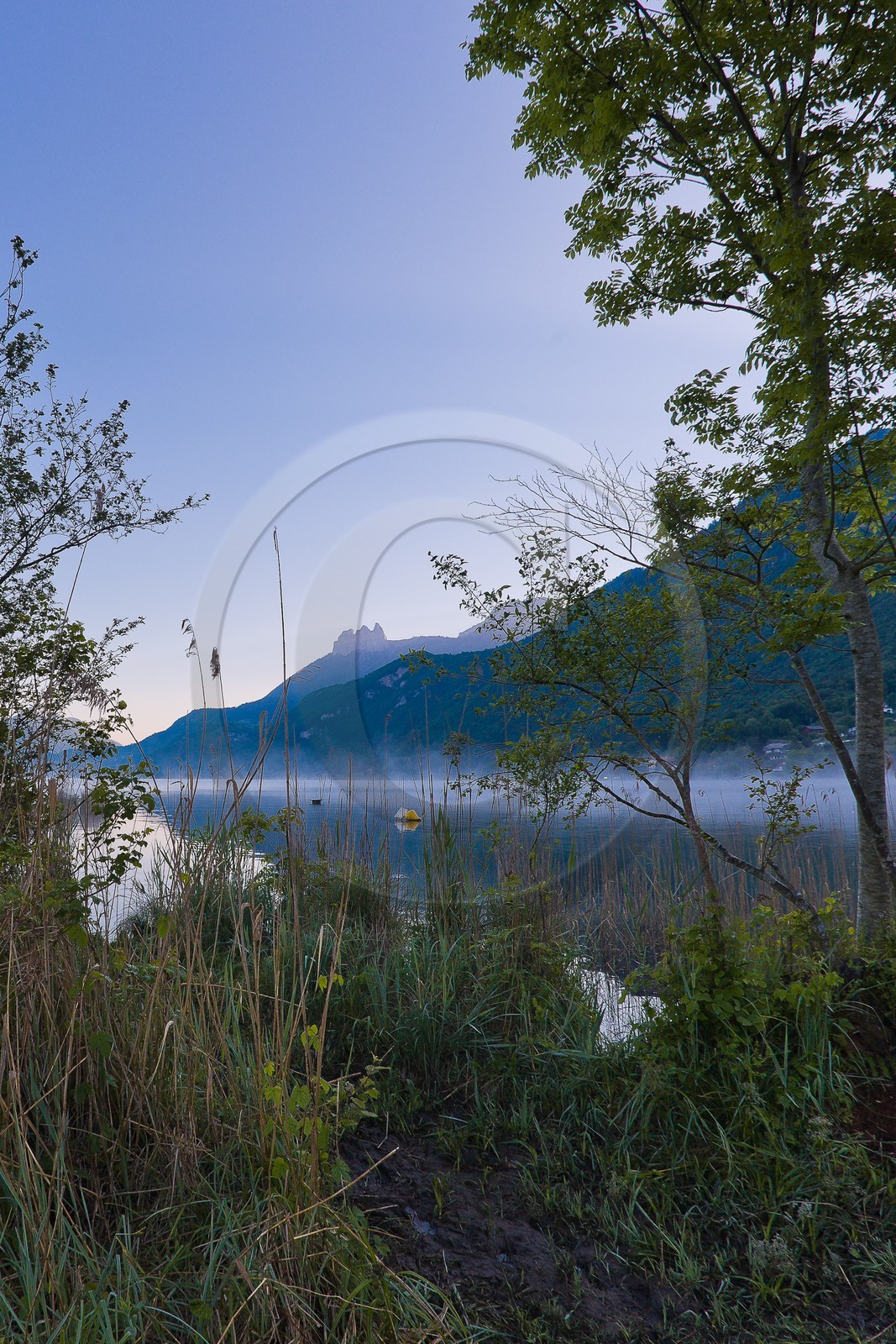 Réserve naturelle du Bout du Lac d'Annecy, roselière