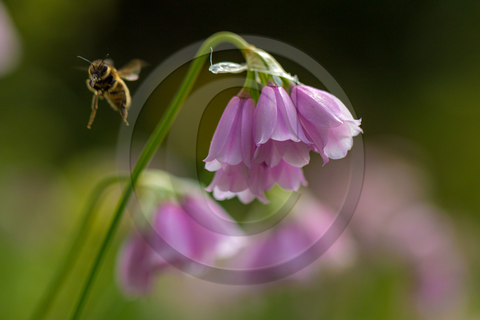 Ail à fleur de narcisse,, abeille
