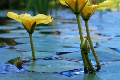 Nénuphar Jaune,  Nuphar lutea