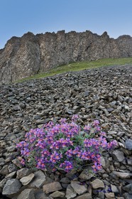 Linaire des Alpes, Linaria alpina
