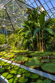 Serre au nénuphars géants,  Victoria Amazonica