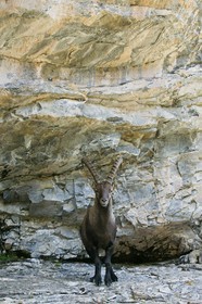 Bouquetin, ou bouquetin des Alpes (Capra ibex)