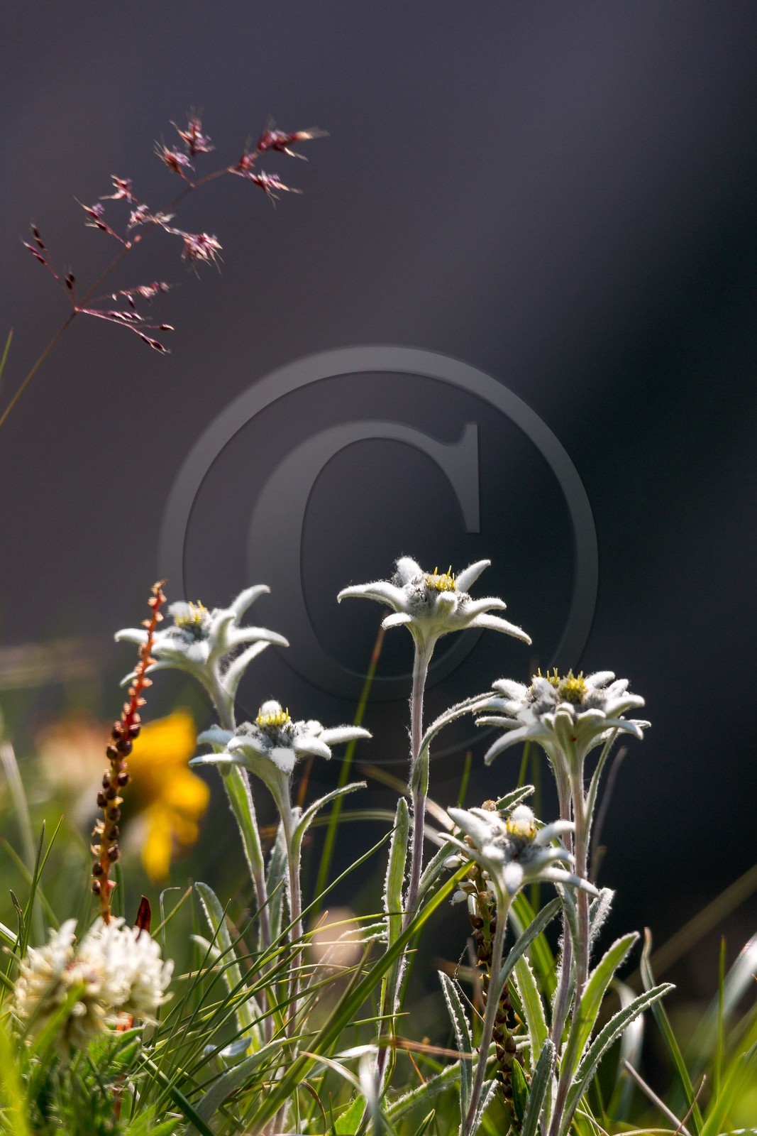 Edelweiss, Leontopodium alpinum