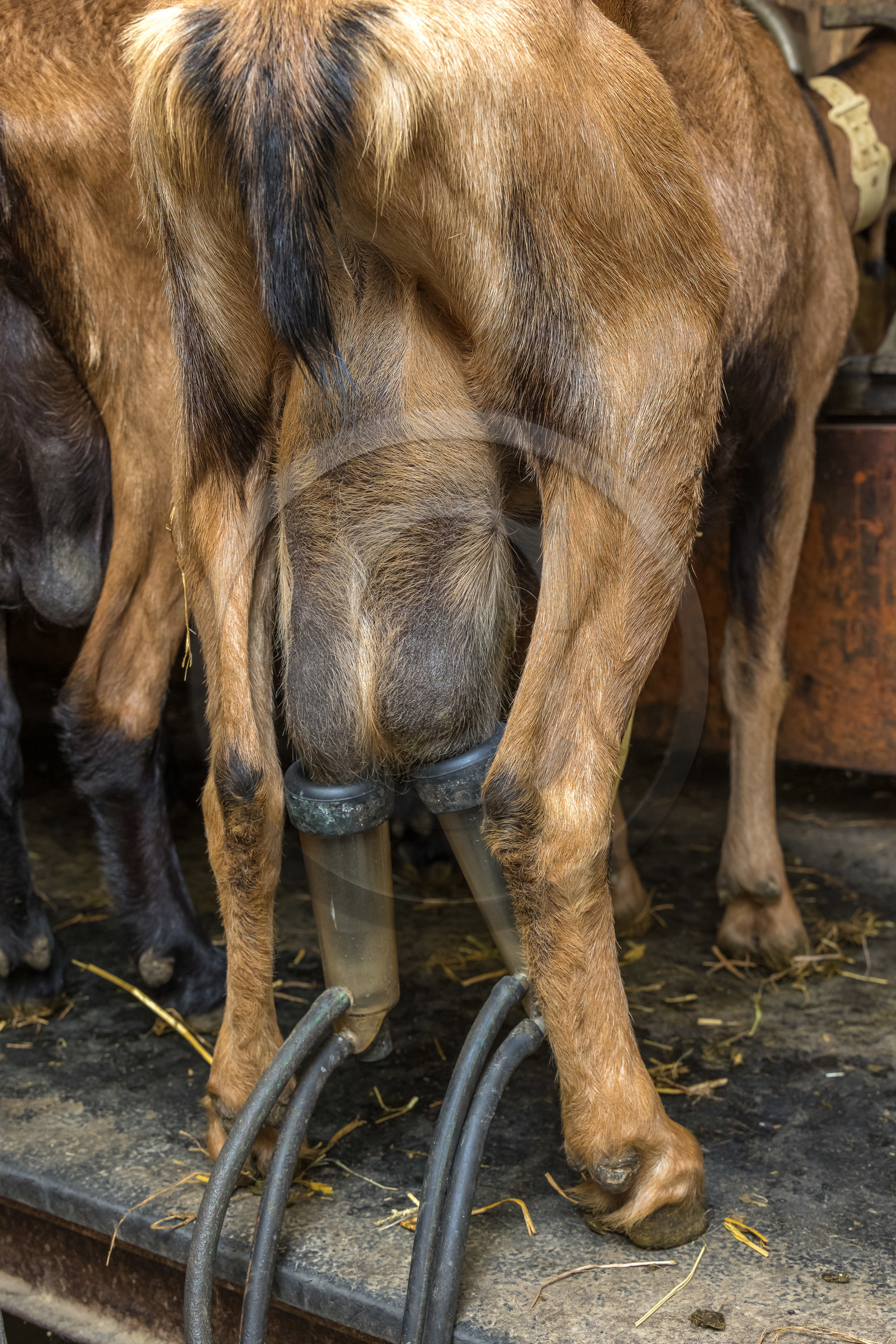 Gaec La Ferme des Ecrins