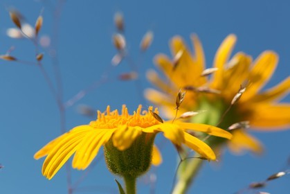 Arnica des montagnes, Arnica montana