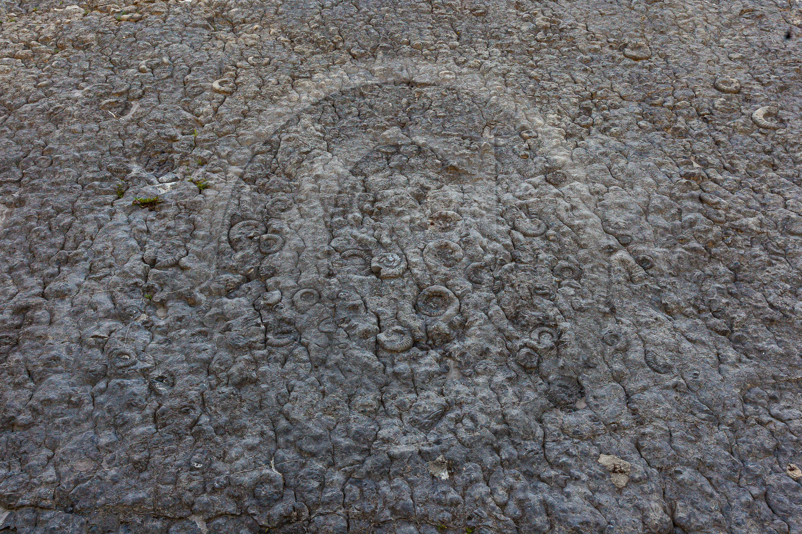 Dalle à ammonites
