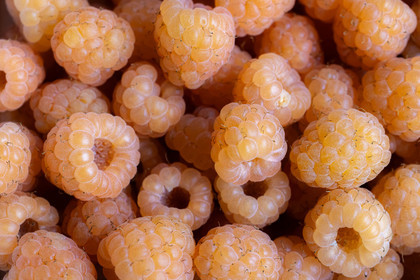 Ecrins de fruits, producteur de fruits rouges