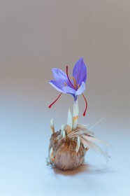 Bulbe de safran, crocus sativus