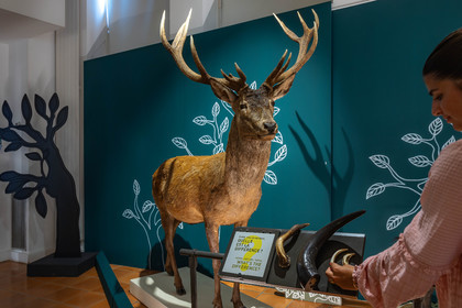 Musée Muséum départemental des Hautes-Alpes, Exposition Nuit
