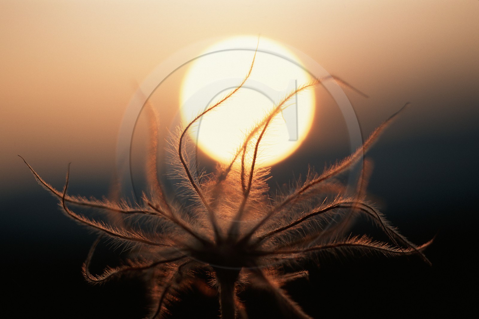 Pulsatille de Haller en fruit, Pulsatilla halleri