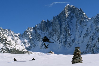 Barre des Ecrins, Chocard à bec jaune, Pyrrhocorax graculus