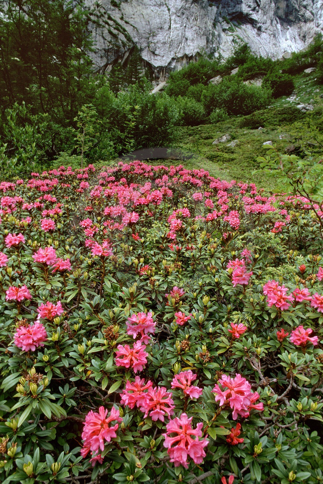 Rhododendron ferrugineux, Laurier rose des Alpes, Rhododendron ferrugineum