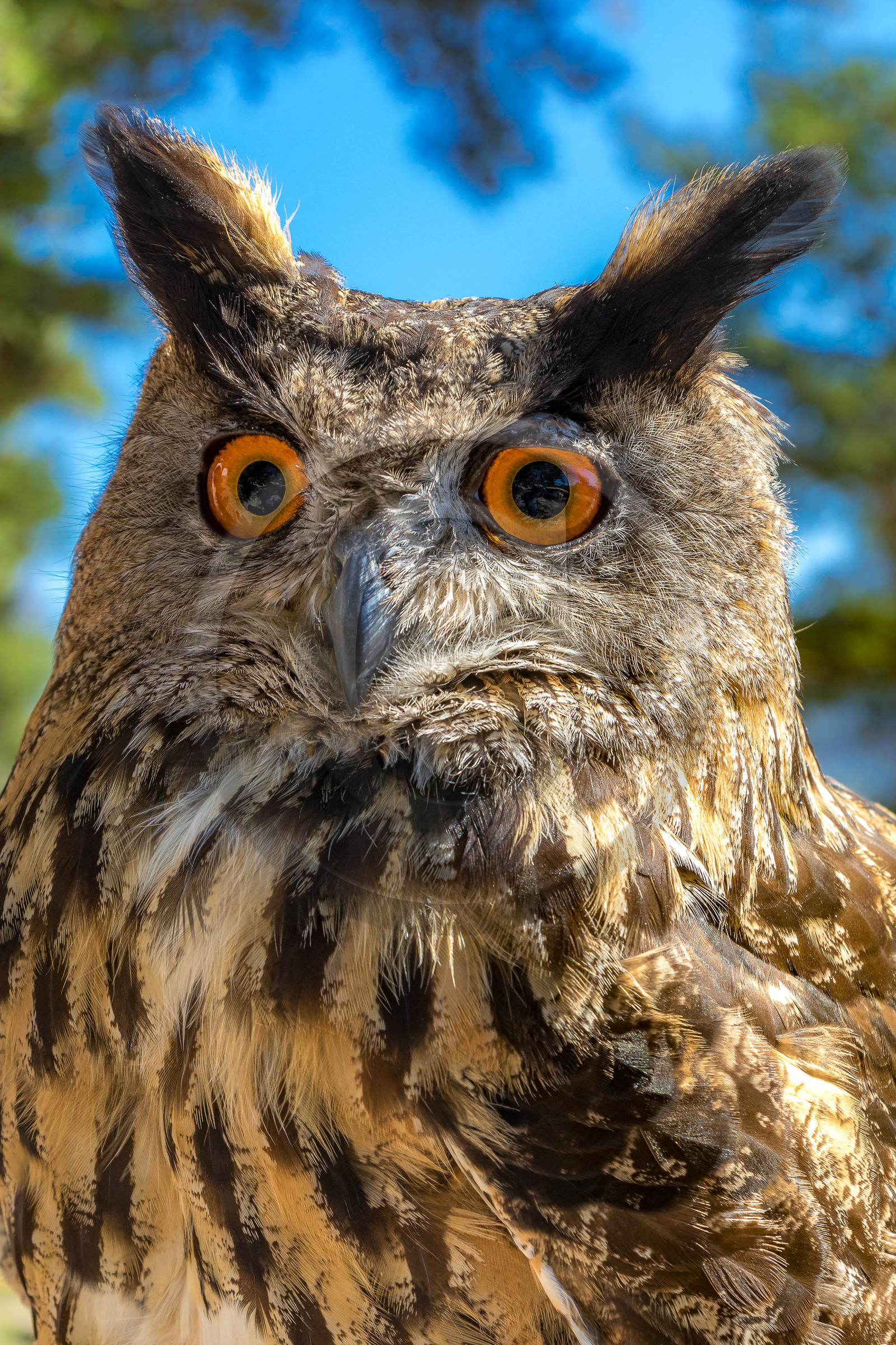 Parc animalier de Serre-Ponçon, Hibou grand-duc, Bubo bubo