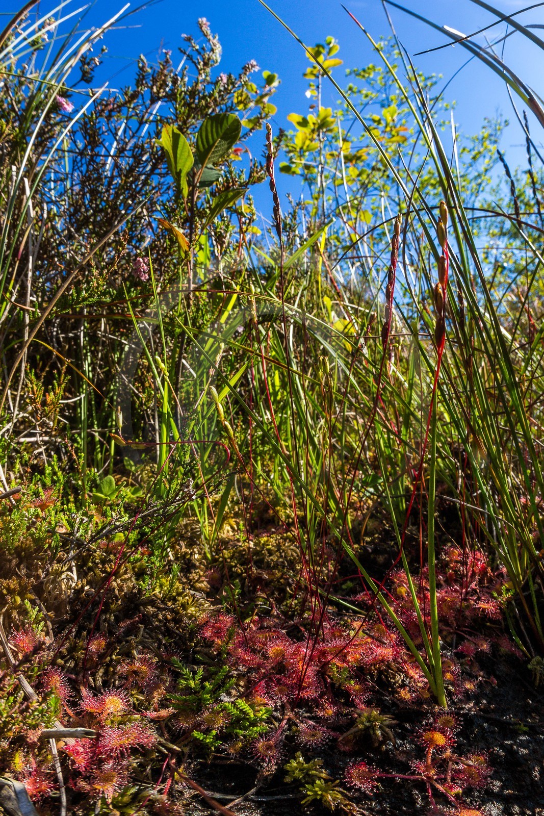 ENS de l'Isère, Tourbière des Planchettes