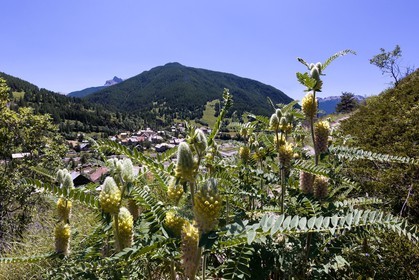 Astragale queue de renard, Astragalus alopecuroides L.