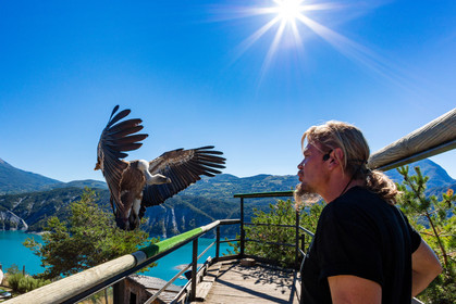 Parc animalier de Serre-Ponçon, vautour fauve, Gyps fulvus