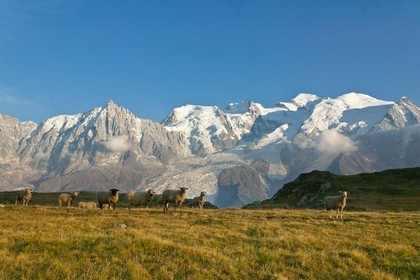 Réserve naturelle de Carlaveyron, troupeau de mouton au col de Bellachat et le Mont-Blanc