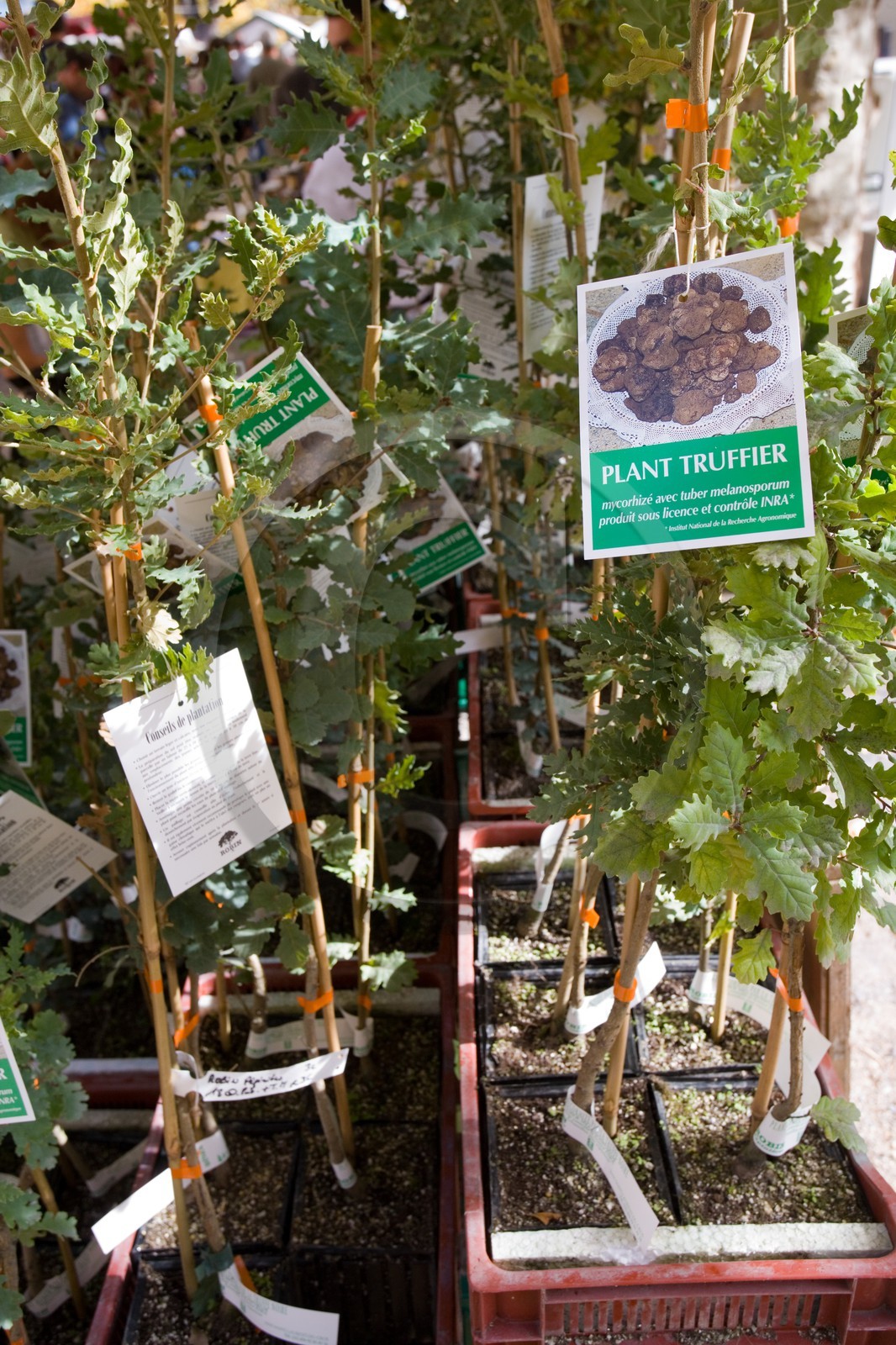 Village d'Orpierre, Marché des saveurs