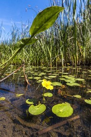 ENS de l'Isère, , le méandre des Oves