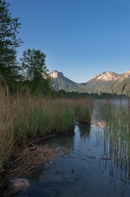 Réserve naturelle du Bout du Lac d'Annecy, Foulque macroule (Fulica atra) dans la roselière