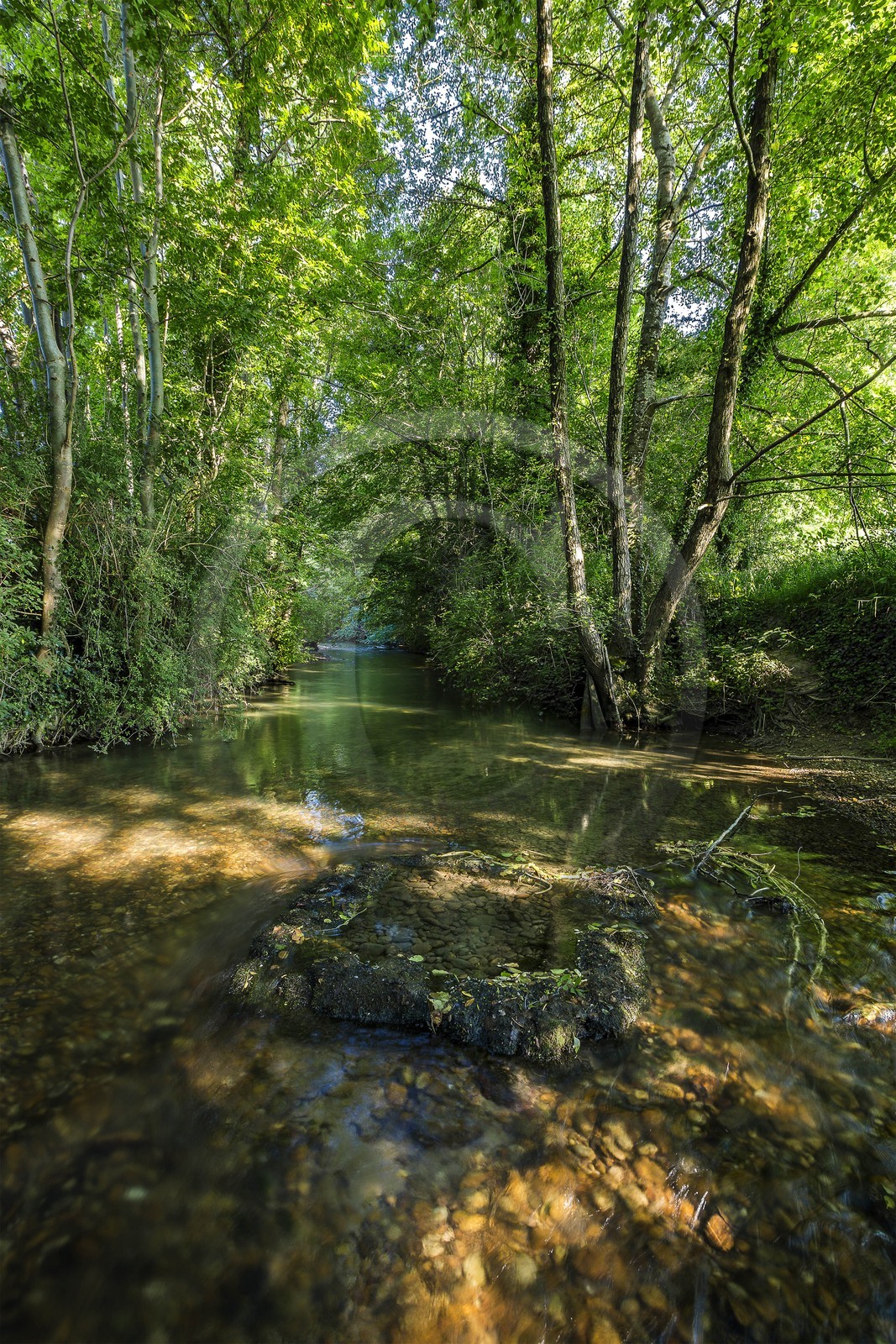 ENS de l'Isère, Zone humide de la Merlière
