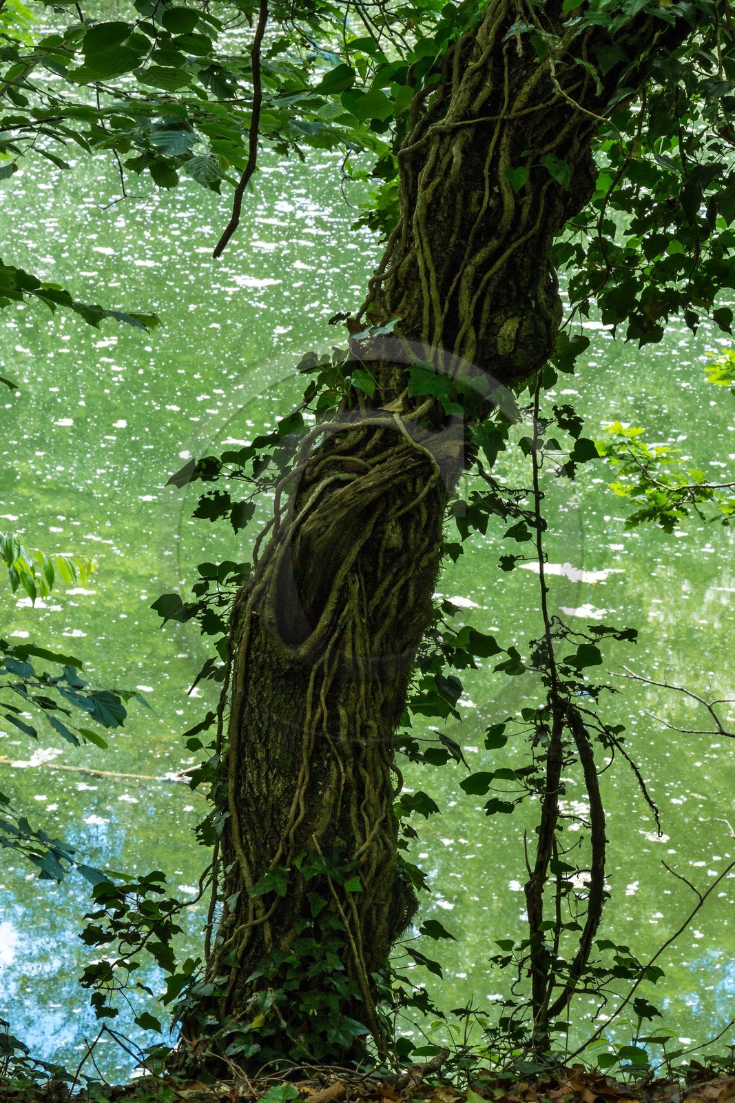 ENS de l'Isère, bois de la Bâtie