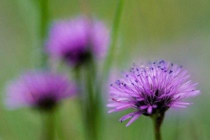 Globulaire à feuilles en cœur, Globularia cordifolia