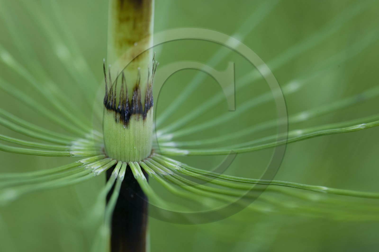Prêle des champs, Equisetum arvense