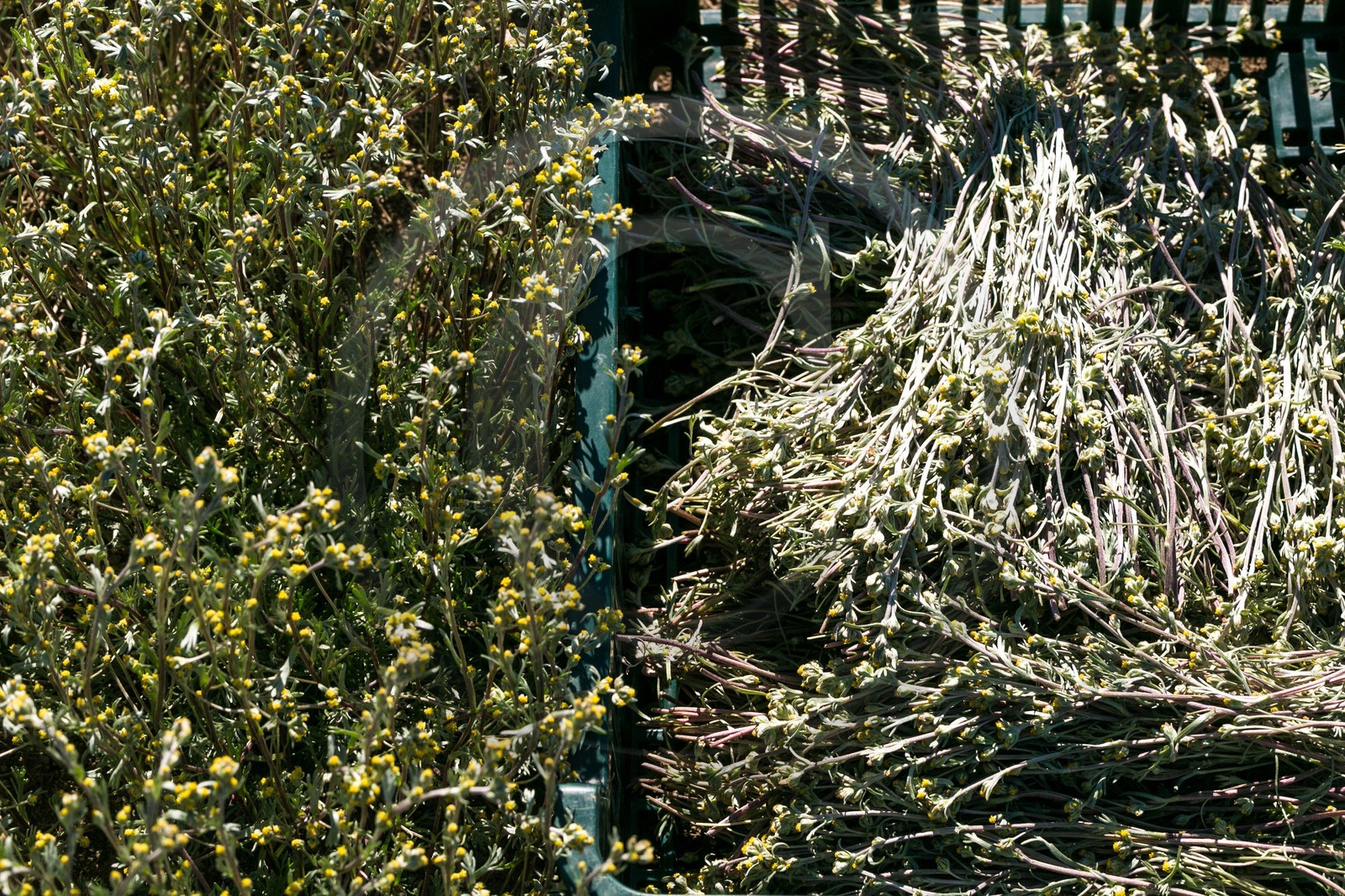 Orcières 1850, Bruno Gonnon agriculteur bio de génépi