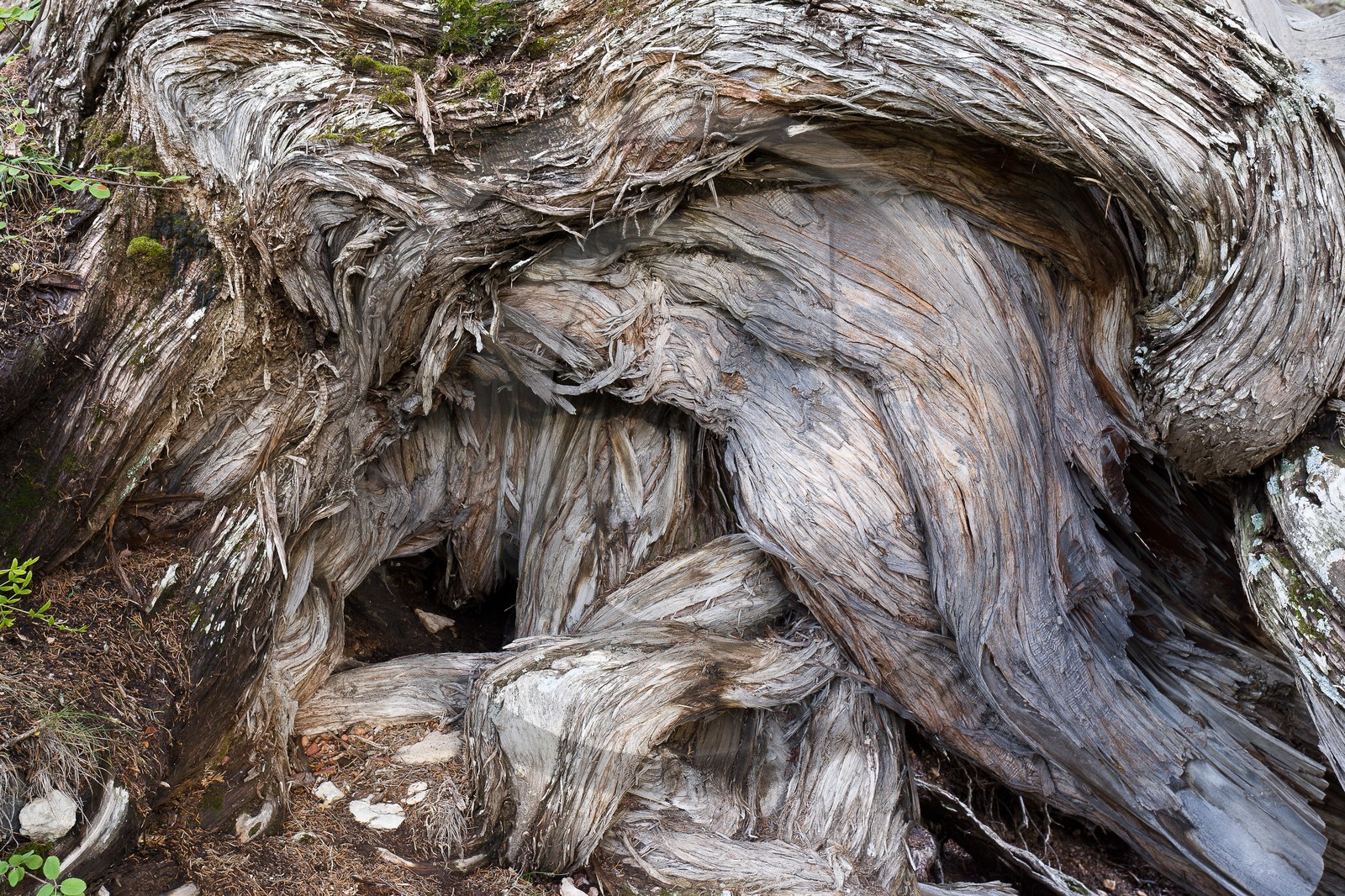 Thurifaie de St Crépin