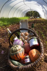Entre Terre et Miel, Julien Ancel, apiculteur, agriculteur, maraichage