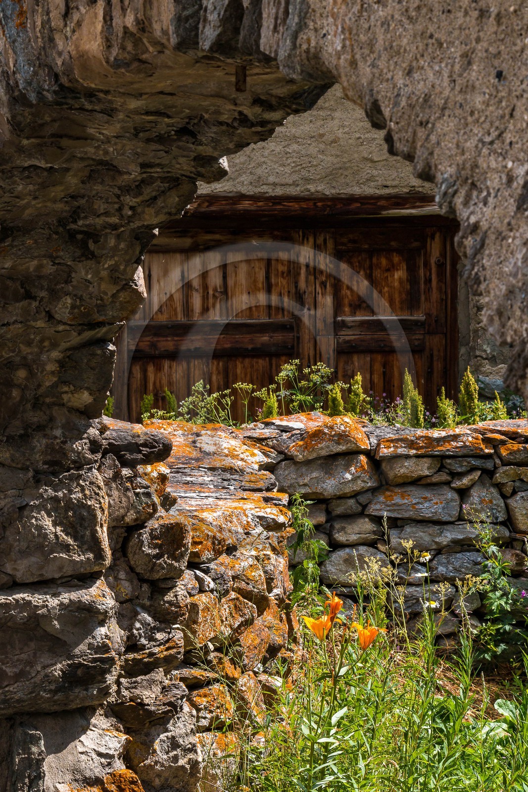 Bonneval-sur-Arc , lis orangé