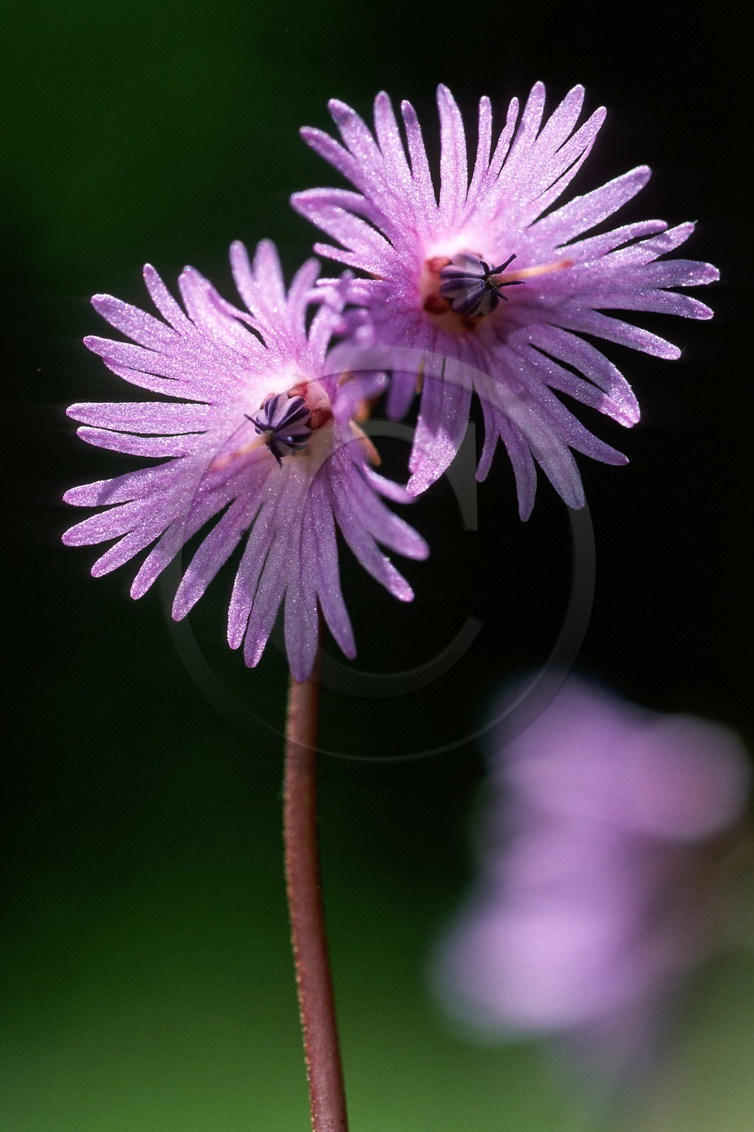 Soldanelle des Alpes, Soldanella alpina