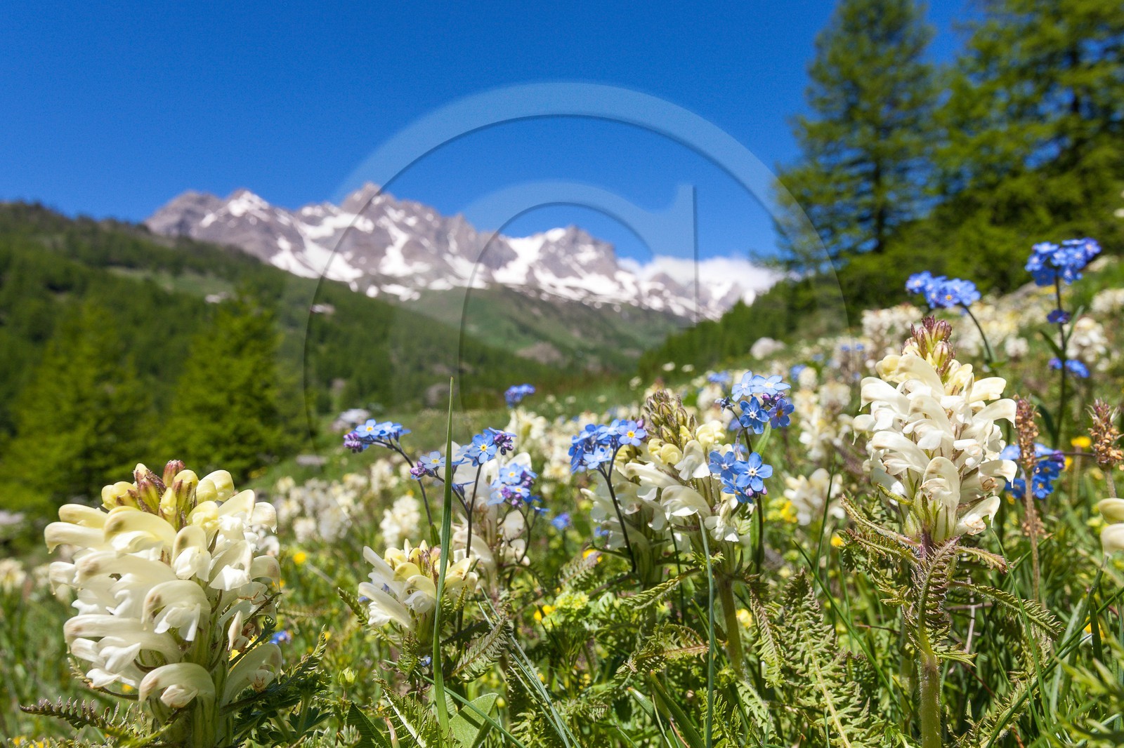 Pédiculaire tubéreuse, Pedicularis tuberosa et Myosotis