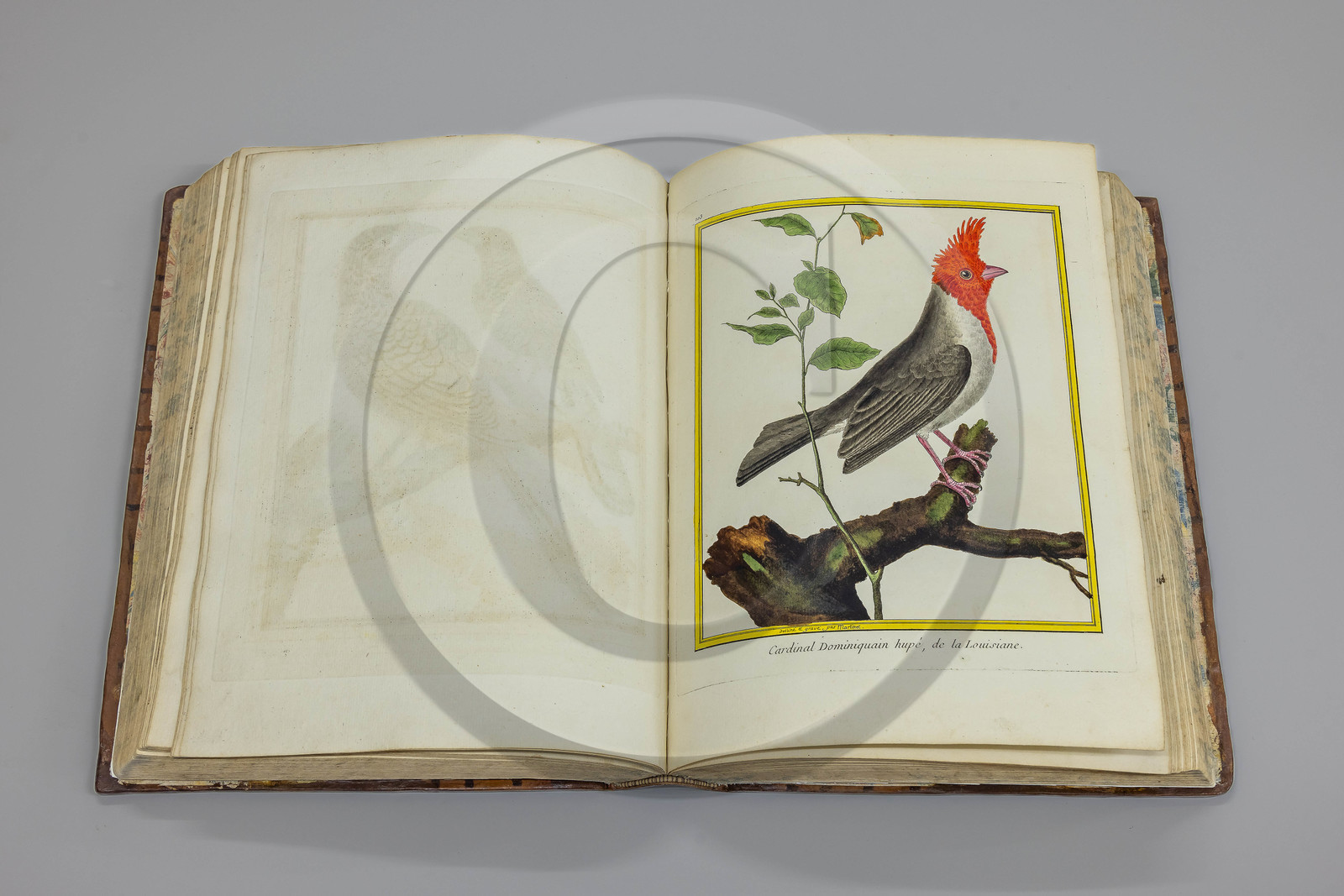 Musée Muséum départemental des Hautes-Alpes, Bibliothèque patrimoniale Olphe-Galliard