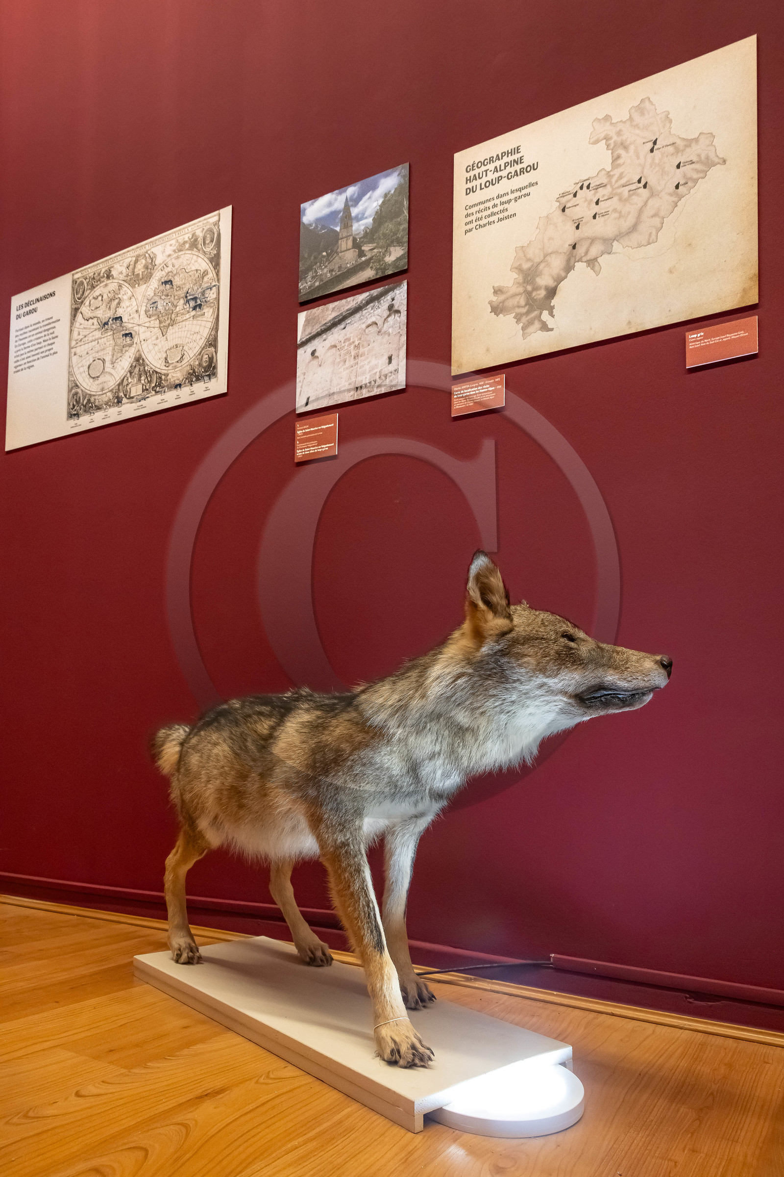 Musée Muséum départemental des Hautes-Alpes, Exposition Nuit