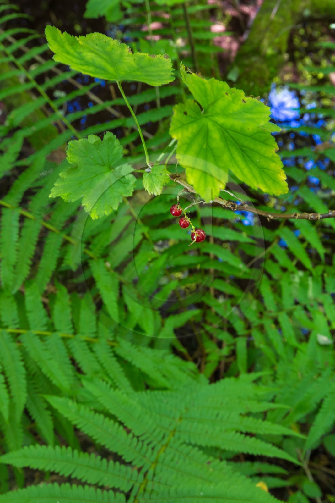 ENS de l'Isère, Les Fontaines de Beaufort