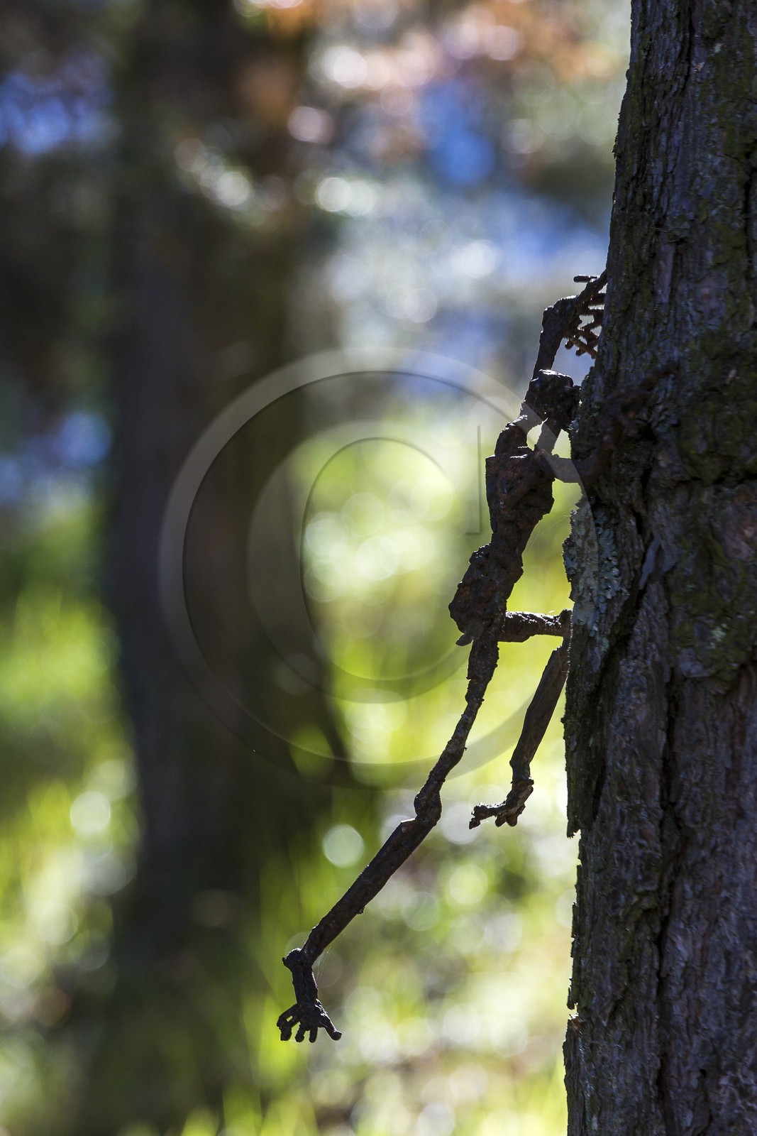 Arboretum de Roure, l'art et l'arbre, Louis Dollé, sculpteur Imagier