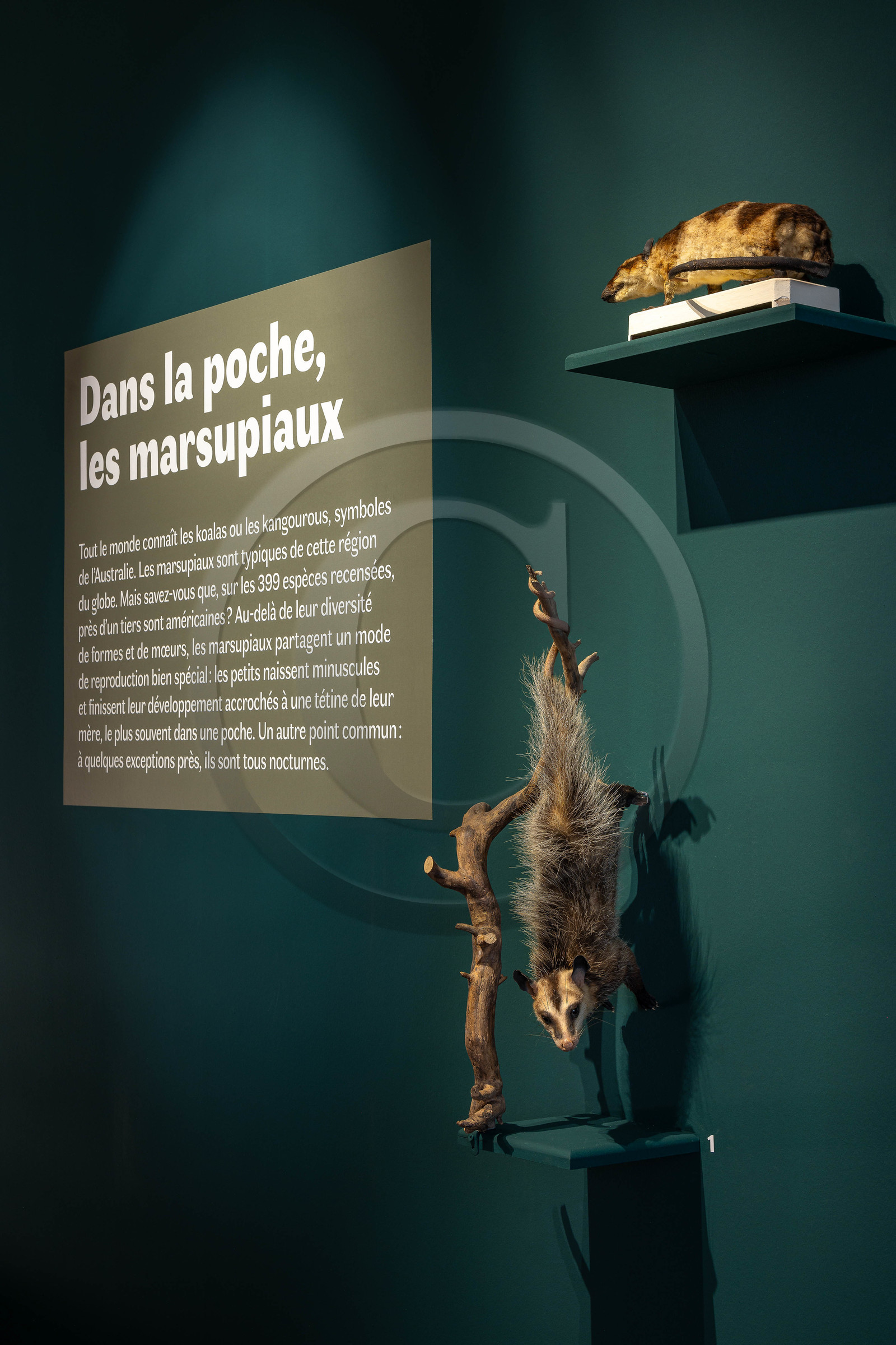 Musée Muséum départemental des Hautes-Alpes, Exposition Nuit