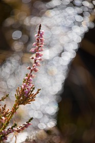 Bruyère des Alpes, Erica herbacea