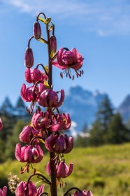 Réserve naturelle de Ristolas-Mont Viso, lis martagon (Lilium martagon) au petit belvédère du Viso