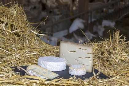 GAEC du Bois Noir, vente sur place de fromages de chèvre