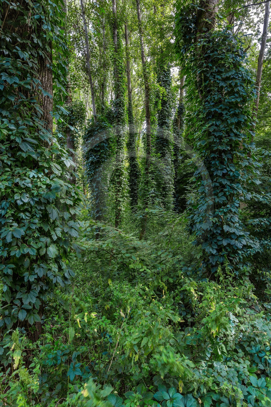 ENS de l'Isère, Boucle des Moïles